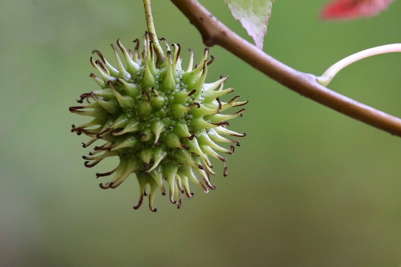Sorcerer's Fruits