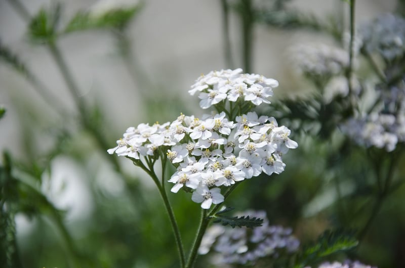 Yarrow